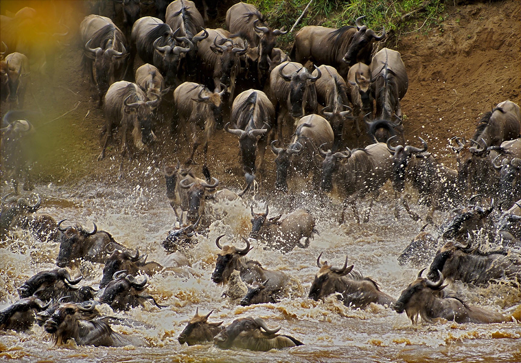 Ñuss cruzando el Río Massai Mara Kenya / Graciela Lavado